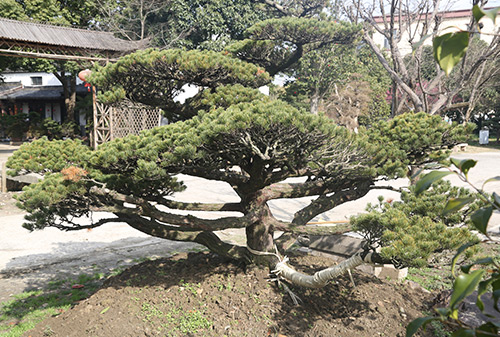 园林一角