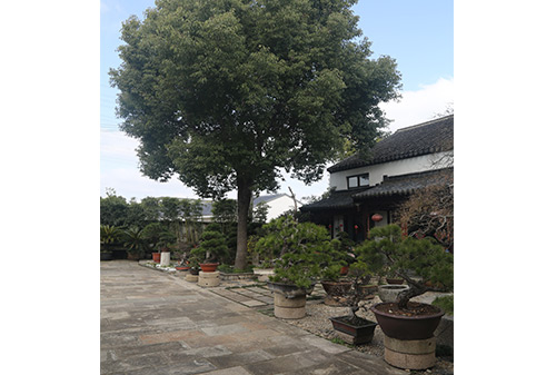 园林一角